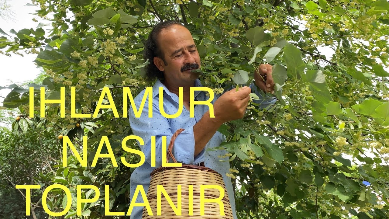 Ihlamur Nasıl Toplanır Video