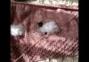 Kuzulu Battaniye Yapılışı - Örgü Bebek Battaniyesi Modelleri - amigurumi kuzulu battaniye bebek battaniyesi örgü bebek battaniyesi örgü modelleri şişle yapılışı kuzucuk modelli battaniye