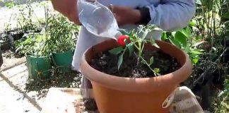 Domates Ne Zaman Ekilir? - Pratik Bilgiler - çeri domates tohumu nasıl elde edilir hangi ayda ne ekilir tablosu salkım çeri domates fidesi salkım domates nasıl ekilir