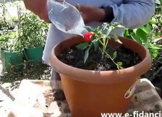 Domates Ne Zaman Ekilir? - Pratik Bilgiler - çeri domates tohumu nasıl elde edilir hangi ayda ne ekilir tablosu salkım çeri domates fidesi salkım domates nasıl ekilir