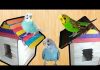 Kuşlara Ev Yapımı - Pratik Bilgiler - karton süslü kafes yapımı kartondan kuşu yuvası yapımı Pet şişeden kuşlara yuva Nasıl Yapılır serçe yuvası ölçüleri