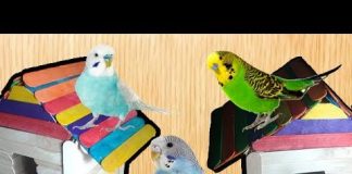 Kuşlara Ev Yapımı - Pratik Bilgiler - karton süslü kafes yapımı kartondan kuşu yuvası yapımı Pet şişeden kuşlara yuva Nasıl Yapılır serçe yuvası ölçüleri