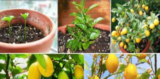 Evde Saksıda Limon Nasıl Yetiştirilir? - Pratik Bilgiler - kavanozda limon yetiştirfme limon ağacı fidanı nasıl dikilir limon ağacı kaç yılma meyve verir limon ağacı nasıl canlanır