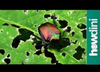 Yaprak Yiyen Böceklerden Kurtulma - Örgü Modelleri - 