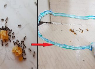 Karıncalardan Nasıl Kurtulunur? - Dekorasyon Fikirleri - 
