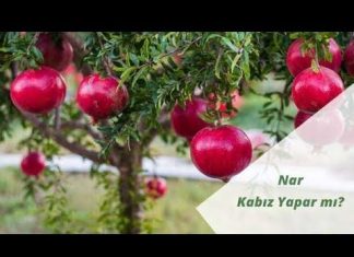 Nar Kabız Yapar Mı? - Örgü Modelleri - narın bilinmeyen faydaları narın cilde faydaları narın cinselliğe faydaları narın faydaları ve zararları narın kadınlara faydaları