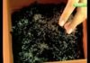 Saksıda Marul Yetiştiriciliği - Pratik Bilgiler - marul yetiştirme pet şişede marul yetiştirme saksıda marul tohumu nasıl ekilir suda marul yetiştirme