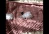 Kuzulu Bebek Battaniyesi - Örgü Bebek Battaniyesi Modelleri - kuzu bebek battaniyesi kuzulu bebek battaniye örme kuzulu bebek battaniyesi anlatımlı mimuu kuzulu battaniye
