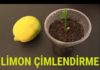 Limon Çekirdeği Çimlendirme - Hobi Dünyası Kendin Yap Pratik Bilgiler - limon çekirdeği limon çekirdeği çimlendirme okul öncesi limon çekirdeği çimlendirme süresi saksıda limon çekirdeği filizlendirme