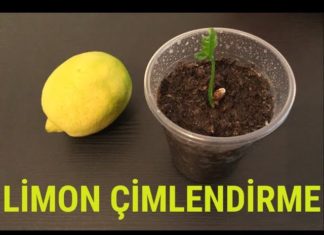 Limon Çekirdeği Çimlendirme - Hobi Dünyası Kendin Yap Pratik Bilgiler - limon çekirdeği limon çekirdeği çimlendirme okul öncesi limon çekirdeği çimlendirme süresi saksıda limon çekirdeği filizlendirme