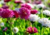 Kasımpatı Nasıl Canlandırılır? - Dekorasyon Fikirleri Pratik Bilgiler - kasımpatı çiçeği özellikleri kasımpatı nasıl çiçek açtırılır kasımpatı tohumu nasıl elde edilir krizantem çiçeği kuruyan kasımpatı nasıl canlandırılır
