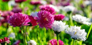 Kasımpatı Nasıl Canlandırılır? - Dekorasyon Fikirleri Pratik Bilgiler - kasımpatı çiçeği özellikleri kasımpatı nasıl çiçek açtırılır kasımpatı tohumu nasıl elde edilir krizantem çiçeği kuruyan kasımpatı nasıl canlandırılır