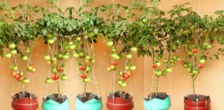 Evde Domates Biber Nasıl Yetiştirilir? - Kendin Yap - evde domates ağacı nasıl yetiştirilir evde domates ekimi evde domates yetiştirme tarzı kışın evde domates yetiştirme saksıda domates yetiştirme aşamaları saksıda domates yetiştirmek