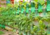 Evde Organik Sebze Yetiştirme - Kendin Yap - balkonda sebze yetiştirme kışın evde sebze yetiştirme saksıda balkon bahçeciliği saksıda sebze yetiştirmenin püf noktaları sebze yetiştirme aşamaları