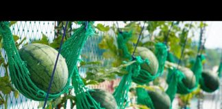 Saksıda Karpuz Nasıl Yetiştirilir? - Pratik Bilgiler - evde yetişen bitkiler karpuz nasıl yetiştirilir saksıda karpuz nasıl ekilir saksıda kavun saksıda kavun karpuz yetiştirme