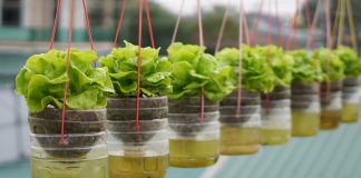 Balkonda Marul Nasıl Yetiştirilir? - Pratik Bilgiler - balkonda marul yetiştirme balkonda yeşillik yetiştirmek evde bitki yetiştirme marul marul evde nasıl yetiştirilir