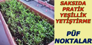 Saksıda Yeşillik Nasıl Yetiştirilir? - Pratik Bilgiler - balkonda yeşillik yetiştirmek evde yeşillik yetiştirme saksıda yetişen yeşillikler