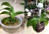 Orkide için Evde Saksı Yapımı - Kendin Yap - dekoratif orkide saksısı delikli orkide saksısı orkide için şeffaf saksı saksı yapımı fikirleri