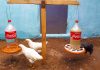 Pet Şişeden Yemlik Yapımı - Kendin Yap - otomatik tavuk yemliği yapımı pet şişeden kuşlara suluk yapımı tavuk yemlik yapımı
