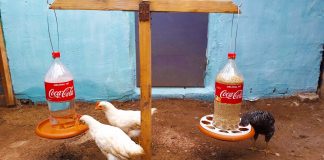 Pet Şişeden Yemlik Yapımı - Kendin Yap - otomatik tavuk yemliği yapımı pet şişeden kuşlara suluk yapımı tavuk yemlik yapımı
