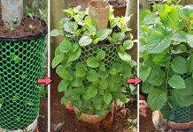 Saksıda Ispanak Nasıl Yetiştirilir? - Pratik Bilgiler - balkon bahçeciliği balkonda ıspanak yetiştirme saksıda balkon bahçeciliği saksıda ıspanak yetiştirme