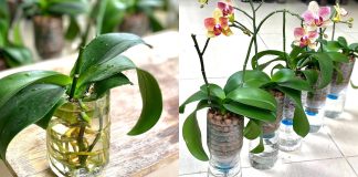 Kendini Sulayan Orkide Saksısı Nasıl Yapılır? - Kendin Yap - el yapımı saksı modelleri evde saksı yapımı kolay saksı yapımı plastik orkide saksısı şeffaf orkide saksısı