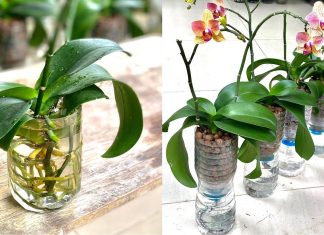 Kendini Sulayan Orkide Saksısı Nasıl Yapılır? - Kendin Yap - el yapımı saksı modelleri evde saksı yapımı kolay saksı yapımı plastik orkide saksısı şeffaf orkide saksısı