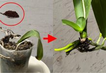 Kahveyle Orkide Nasıl Kurtarılır? - Pratik Bilgiler - köksüz orkide nasıl köklendirilir kurumuş orkide nasıl canlanır ölmek üzere olan orkide nasıl kurtarılır suda orkide canlandırma