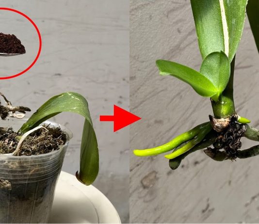 Kahveyle Orkide Nasıl Kurtarılır? - Pratik Bilgiler - köksüz orkide nasıl köklendirilir kurumuş orkide nasıl canlanır ölmek üzere olan orkide nasıl kurtarılır suda orkide canlandırma