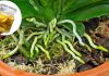 Orkidelere Çiçek Açtıran Sihirli Su - Pratik Bilgiler - doğal çiçek vitamini evde orkide besini hızlı bitki büyütme yöntemleri orkide coşturan doğal yöntemler