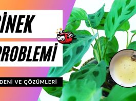 Saksı Çiçeklerine Doğal Çözüm - Pratik Bilgiler - küçük sinekleri ne kaçırır torf sineği nasıl geçer